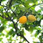L'albero Dei Limoni 4*
