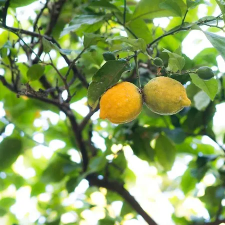 L'albero Dei Limoni *